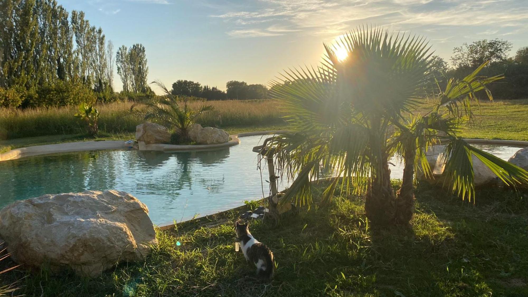 Le Mas Des Cerisiers Jacuzzi Et Sauna Inclus Pour Tous Les Logements Avignon Eksteriør billede
