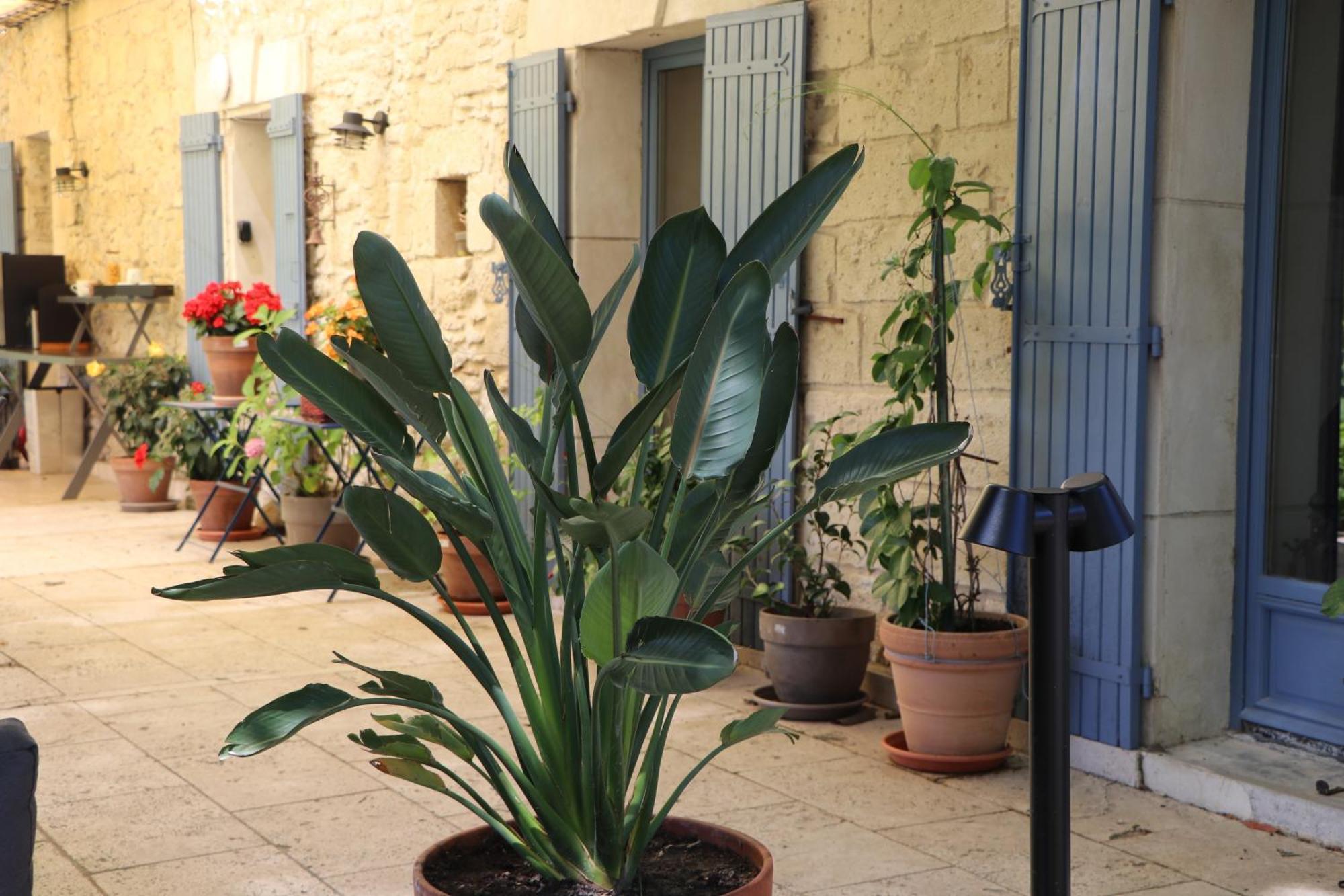 Le Mas Des Cerisiers Jacuzzi Et Sauna Inclus Pour Tous Les Logements Avignon Eksteriør billede