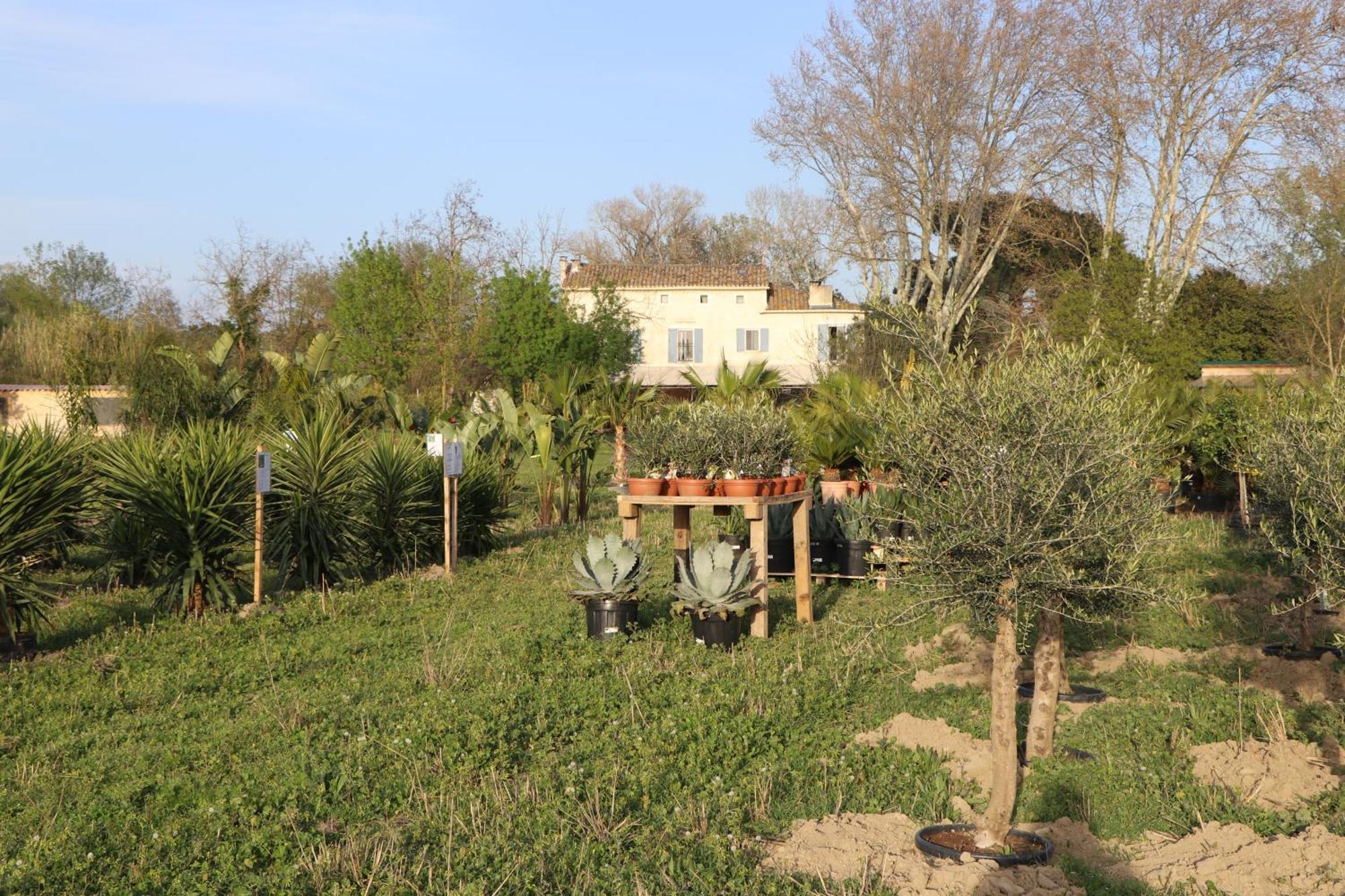 Mas Des Cerisiers Spa-Sauna Inclus Pour Tous Les Logements Avignon Eksteriør billede